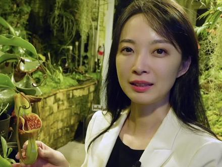 猪笼草不吃虫子……竟然吃便便?