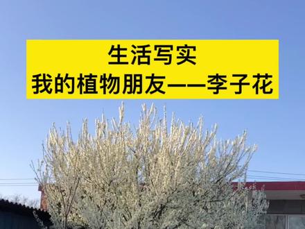 终于迎来了河北的春天,花儿开了,仿写《荷花》再写一篇《我的植物朋友》,教会孩子观察生活,运用课上的方法,仿写背过的课文,一篇好作文就出来了