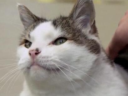 这年头,在家撸猫不算稀奇,在监狱撸猫,你敢想吗?管他什么彪形大汉、花臂纹身,只要遇见可爱小猫咪,统统都变Hello Kitty!#抖音自然 #猫