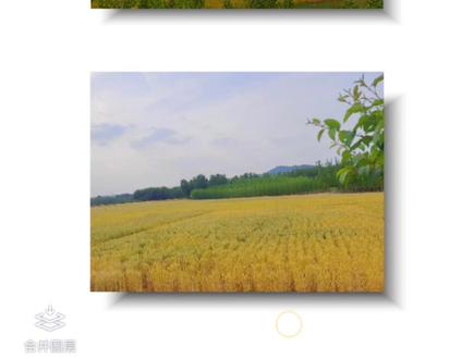 用醒图给图片加阴影教程,这么排版好好看#醒图 #阴影 #拼图 #排版 #麦田 #教程