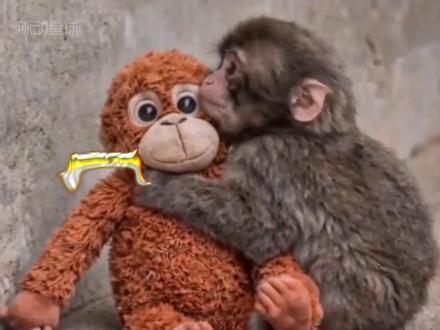 小猴子潘奇:那个抱着玩偶瑟瑟发抖的小身影从孤独角落到温暖怀抱 #punch #潘奇 #小猴子 #panchi #动物世界