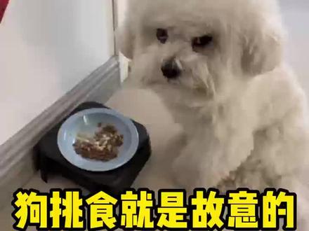 狗挑食其实是它故意的!#狗狗 #养狗科普#养狗知识分享#狗狗日常#新手养狗