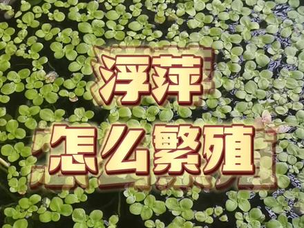 浮萍怎么繁殖#养鱼日记 #浮萍 #青鳉