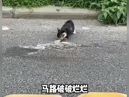 为什么马路上猫饼比狗饼多 #猫饼 #动物 #宠物 #猫 #狗