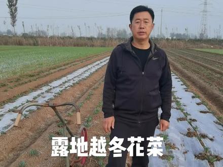露地越冬花菜!该不该覆地膜!