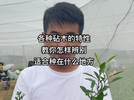 教你如何辨别各种砧木#三农 #果苗供应