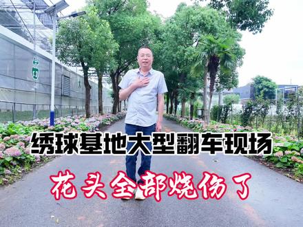 基地的绣球花盛花期的时候翻车了!#绣球花 @绿地分享园林