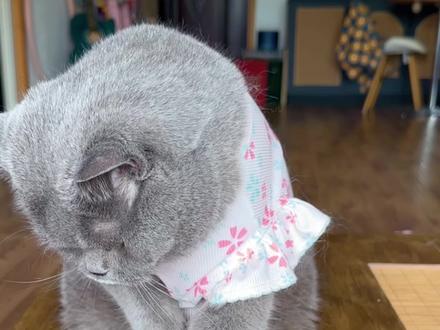 人真让咪无语 #猫咪日常 #萌宠出道计划 #萌宠成精了 #蓝猫 #猫咪的迷惑行为