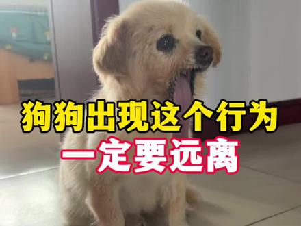 狗狗出现这样的情况,一定要赶紧远离#狗狗#新手养狗#养狗经验分享#养狗人#萌宠
