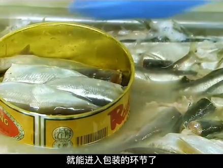 “闻”名全球的【鲱鱼罐头】,被称为“食物届的生化武器”,瑞典人每年要吃800吨。你知道它是如何制作的吗?你敢尝试吗?#鲱鱼罐头 #鲱鱼罐头挑战 #海鲜原产地 #飞鱼罐头 #鲱鱼加工