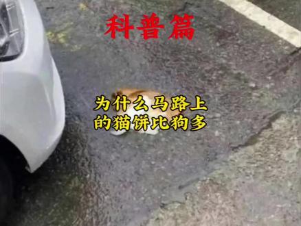 为什么马路上看到的总是猫饼呢!#猫饼