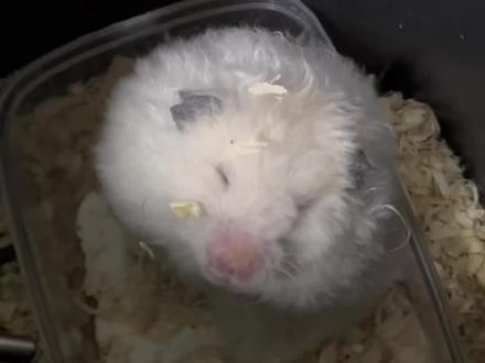 前几天鼠鼠越狱跑到厕所,把它抓起来发现她的身子湿了,感觉不妙,赶紧把它擦干。过了两天她的精神突然变得不好,抓起来一看发现湿尾了,而且很严重。怀疑她可能是喝到厕所的水或是弄湿了毛发感冒生病导致,之前刷视频看到说鼠鼠湿尾的死亡率是90%,特别担心,但是附近没有宠物医院,只能在网上找方法治,尝试着给她吃了肠炎宁,感觉没有太大的作用,病情没有好转,有位群友推荐了诺氟沙星,喂了两次感觉效果还可以,接着给她喂诺氟沙星和益生菌,经过几天的治疗鼠鼠的病慢慢好了。经过这一次,感觉鼠鼠的生命是如此的脆弱又坚强。
#仓鼠🐹 #湿尾症仓鼠