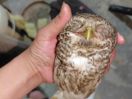 猫头鹰幼儿园加一! #猫头鹰 #斑头鸺鹠