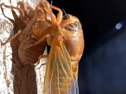 金蝉脱壳蜕变全过程!苦等3-5年重生2-3月蝉的一生虽然很短暂但是很快乐#金蝉