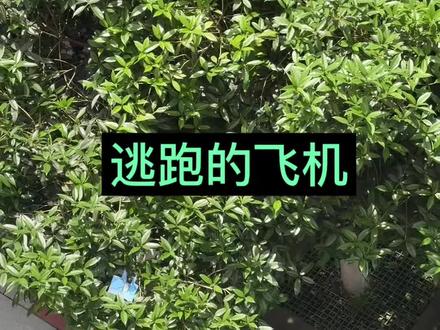 #手工折纸飞机 ,下次一定折一个比这个好玩的纸飞机