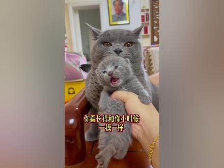 爸爸竟然是果冻#被迫营业的猫猫 #铲屎官的乐趣 #萌宠