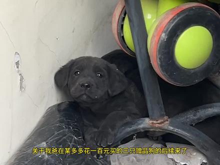 关于我爸在某多多花一百元买的三只赠品狗的后续来了#在农村生活的小狗有多快乐 #创作者中心 #创作灵感