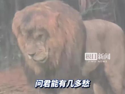 暴雨天狮子低头落寞淋雨火了,网友调侃:原来不止我会emo,狮子也有心事。园方工作人员:打开了笼道可以避雨,淋雨是它的自发行为(原创内容)