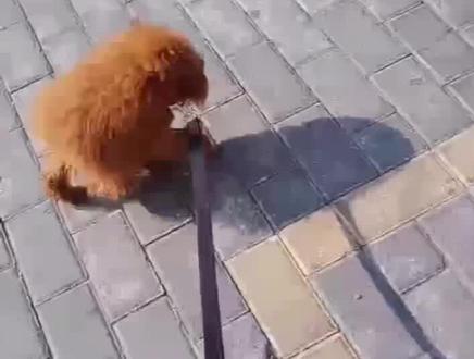 我应该是养了个假泰迪,八个月了,除了毛长了,腿长了,哪都没长😥