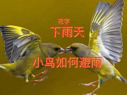 #中视频伙伴计划 下雨天鸟类是如何避雨的?