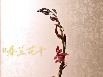 #兰花
兰花花苞有水珠正常吗?
兰花2022.1.27 20:30兰花的花苞上出现水珠属于正常情况,这是兰花自然分泌出来的液体,一般称之为生命露,兰花出现水珠之后,说明植株生长的状态比较好,所在的环境比较适合它的生长!