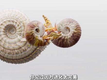 4亿年前的“海洋卷王”:别人灭绝我繁衍,贝壳卷成二维码! #动物科普 #海洋卷王 #菊石 #抖音二创激励计划 #抖音精选计划