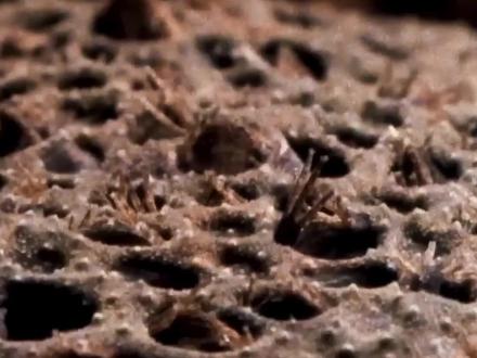 背上“长满孩子”!负子蟾是如何把幼崽养在皮肤里? #负子蟾 #负子蟾蜍 #涨知识 #神奇动物在抖音 #动物的迷惑行为 负子蟾堪称“育儿天花板”!繁殖季雌蟾背部皮肤变松软,形成数百个微型凹槽,雄蟾用后腿将受精卵按压进凹槽。接下来的三个月,雌蟾背着“生命种子”自由活动,3个月后成熟幼蟾用前肢戳破囊膜“破壳而出”,场面像火山喷发。