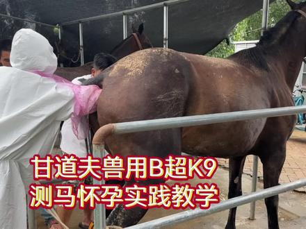 驴马怀孕验胎马用B超兽用B超检测马怀孕方法图像判断驴马养殖繁殖驴马怀孕#养马 #母马产崽 #马用B超 #兽用B超 #驴马养殖