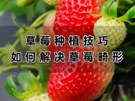 你种的草莓是不是歪七扭八、前凸后翘、又小又歪、疙疙瘩瘩呢?#草莓种植技术 #草莓畸形果 #草莓授粉方法 #草莓种植技巧 #阳台种草莓方法 #草莓人工授粉