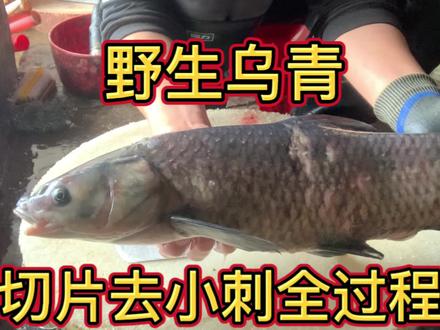 野生乌青鱼 切片去小刺全过程 顾客买来打火锅的😋#手艺人 #乌青