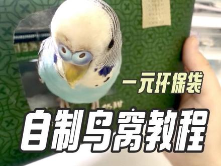 自制鸟窝教程来咯#虎皮#鹦鹉#鸟窝#自制#教程