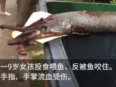 一分钟了解河南怪鱼,比食人鱼可怕百倍,还会咬人 #怪鱼 #河南怪鱼 #生态环境 #热点