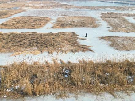 白洋淀芦苇平衡收割及综合利用 #白洋淀 #芦苇 #资源回收