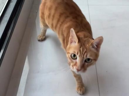 今天愚人节让我来捉弄一下包被 哈哈哈#橘猫 #愚人节 #整蛊 #万物可爱计划