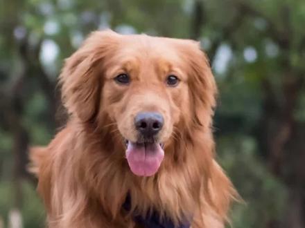 金毛能吃和不能吃的食物清单!喂狗注意了!#金毛狗粮推荐 #宠率 #金毛 #养宠 #科学养宠