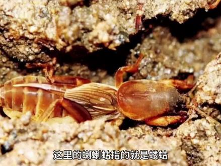 臭烘烘的蝼蛄,是许多80后的童年回忆,蝲蝲蛄有何危害,能吃吗?