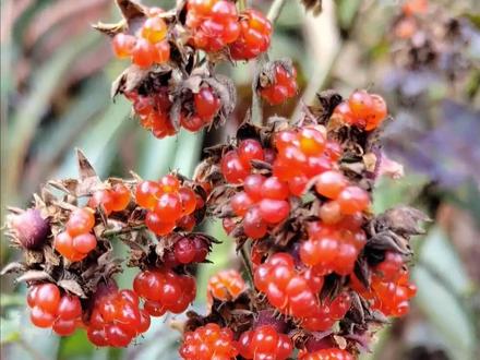 #九峰山 荒野求生 最高奖2万元,山上野果野菜如何辨毒和防过敏?最简单的方法竟是这样的!#荒野求生 #河南dou知道