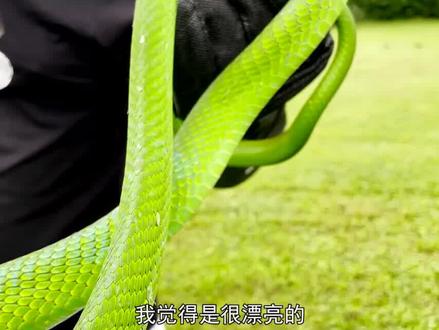 纪录片:印象中的四种曼巴蛇,突然变成了六种?你知道吗?