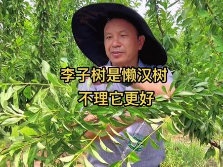 李子树其实就是懒汉树,不提倡短剪,缓放有利于形成花芽!#李#短截#缓放#拉枝@抖音本地推广