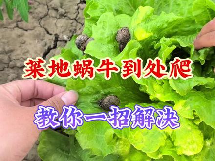 菜地蜗牛到处爬,教你一招解决#灭蜗牛方法 #种植小技巧