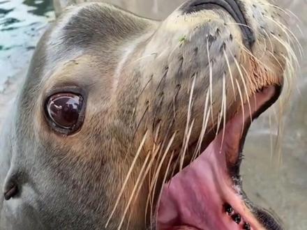 海狮叫声让你想起了谁?#神奇动物在抖音 #海狮#海狮表演