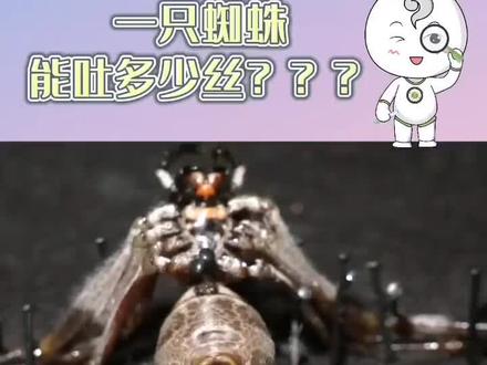 一只蜘蛛🕷️能吐多少丝?能吐多少呢?#知识科普