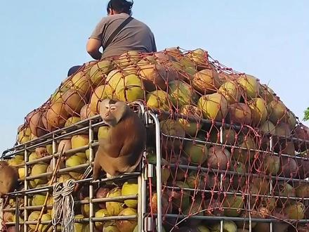 猴子居然也能训练成为“打工猴”,不过却有人抗议 #神奇动物 #万物皆有灵性 #人和动物和谐共处 #动物的迷惑行为