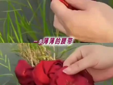 “妈妈,我的嗅觉很灵敏,其实你踏上草原的那一刻,风就告诉我了”#重返狼群 #格林 #李微漪 #情感共鸣