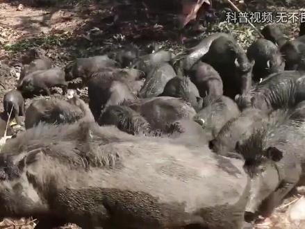 野猪的天敌出现了,吃野猪就像吃辣条,看它如何高智商杀猪? (1)#野猪 #马彪 #野猪天敌 #内容启发搜索