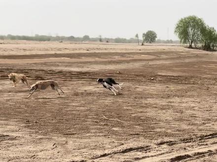 男人的这种爱好太残忍了,第一个视频最后的黄狗已经累死了…#天性#狗撵兔
