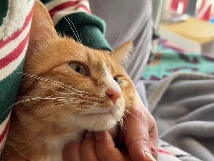 目标≠承诺,所以实现不了也正常#荣哥猫 #屎黄色黄家荣 #云南猫黄家荣 #云南省最牛批呢猫猫 #家荣锅锅