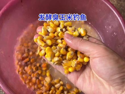 自制发酵臭玉米钓鱼,水下效果让我吃惊#钓鱼 #钓草鱼 #草鱼饵料 #爆护饵料