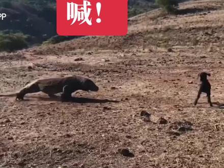 好可怜的小羊,喊妈都没有用!