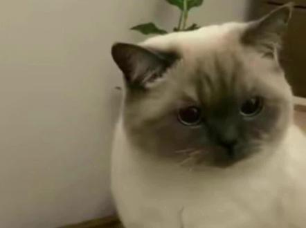 到底啥是重点色猫咪啊?看完这个视频你就知道啦#英短重点色 #一只英短的郑重声明 #暹罗猫 #逻辑猫 #重点色布偶猫 @DOU+小助手 @抖音小助手